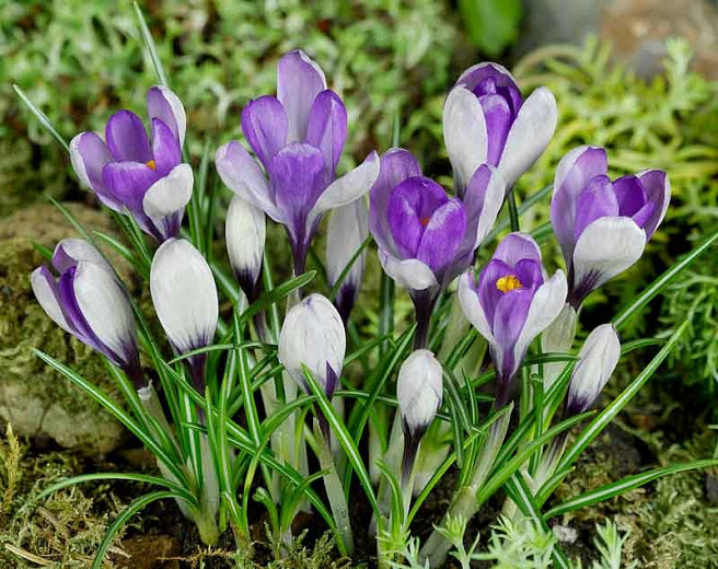 Crocus Yalta, Botanical Crocus, Spring Bulbs, Spring Flowers, White Crocus, Early spring bulb, Bicolor Crocus, Purple Crocus